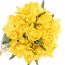 Narzisse gelb Bright Paradi 40cm
