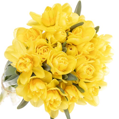 Narzisse gelb Bright Paradi 40cm