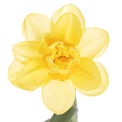 Narzisse gelb Bright Paradi 40cm