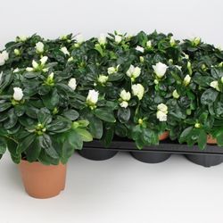 Azalee weiss T12 H25