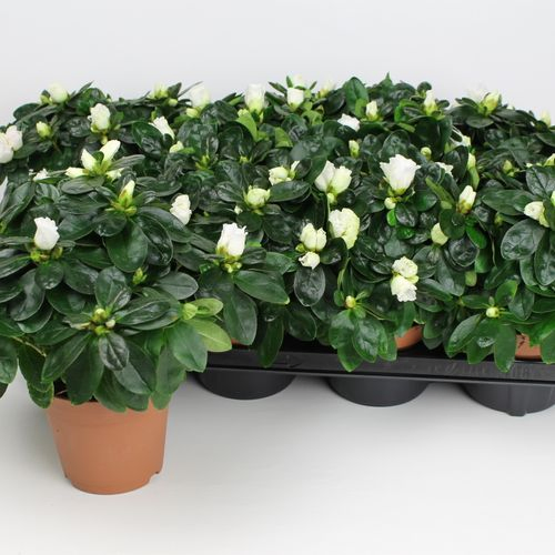 Azalee weiss T12 H25