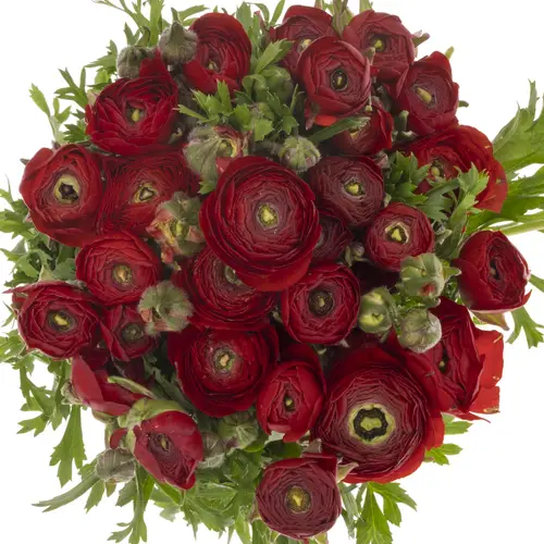 Ranunkel rot Dolcevita Red 45cm x 30