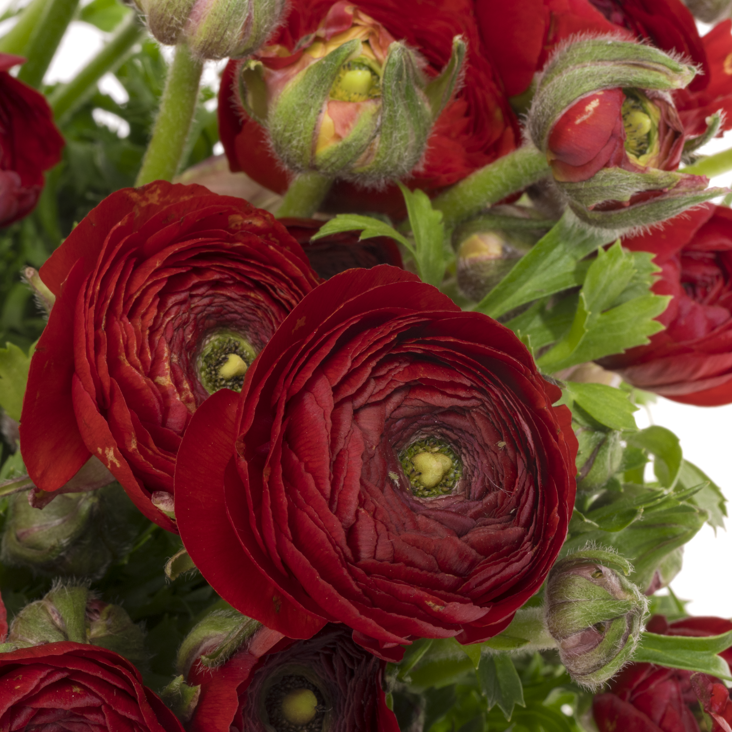 Ranunkel rot Dolcevita Red 45cm x 30