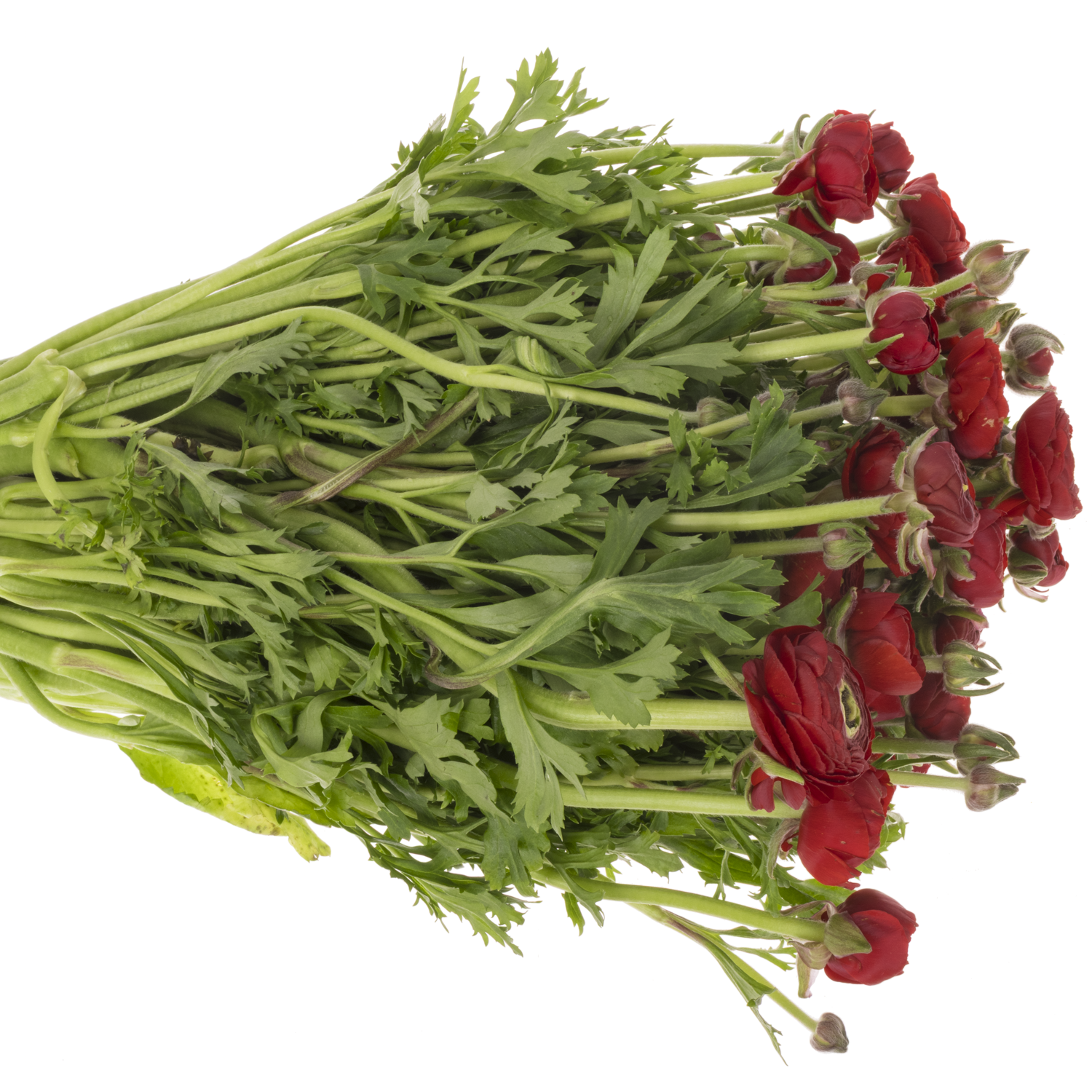 Ranunkel rot Dolcevita Red 45cm x 30