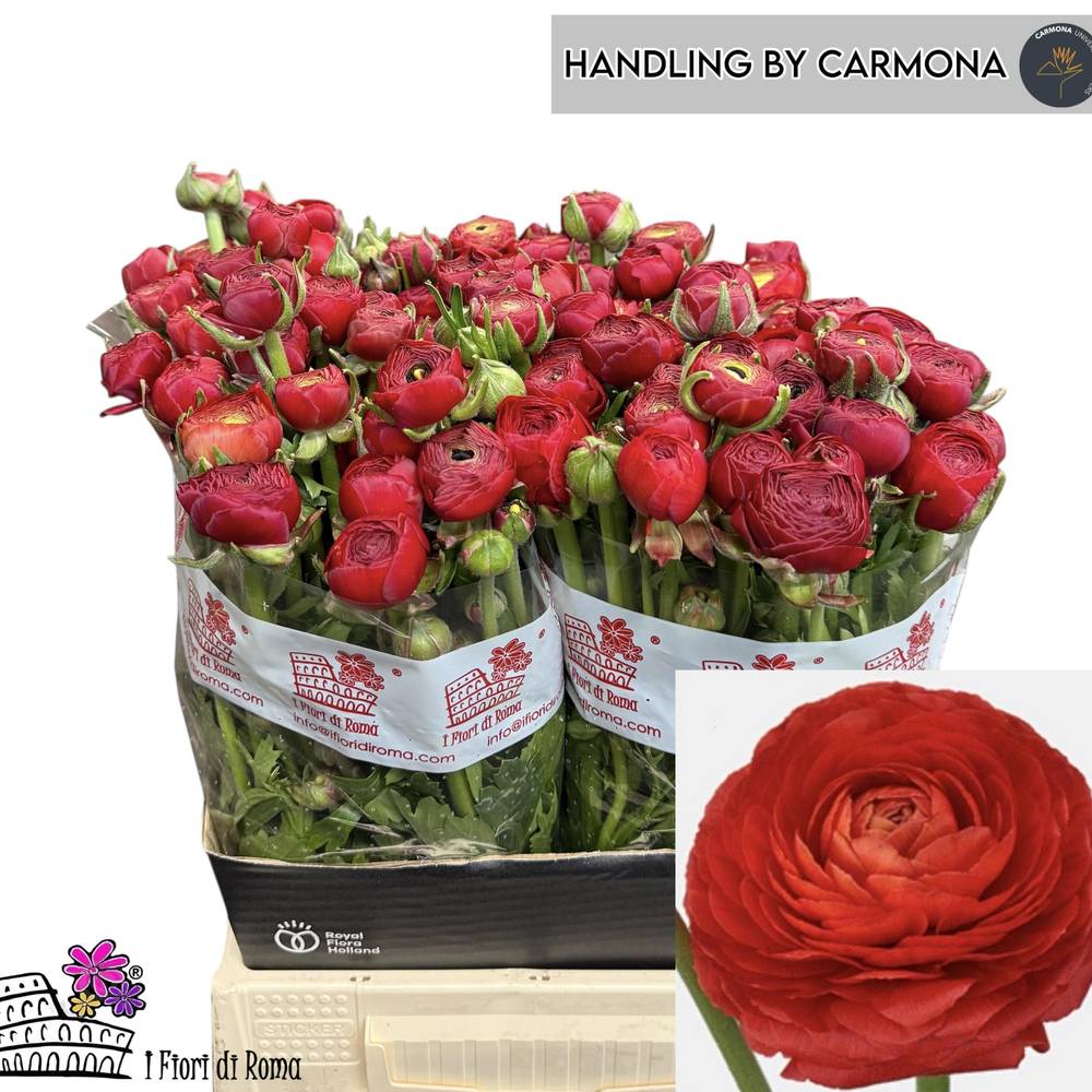 Ranunkel rot Dolcevita Red 45cm x 30