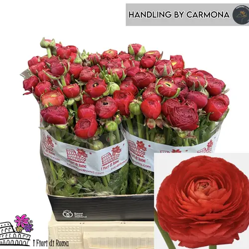 Ranunkel rot Dolcevita Red 45cm x 30