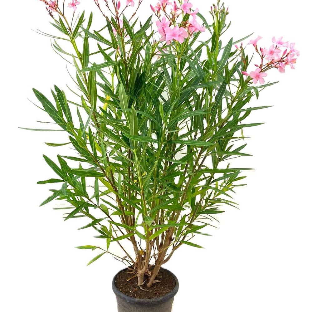 Nerium Oleander rosa T28 H140