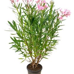 Nerium Oleander rosa T28 H140