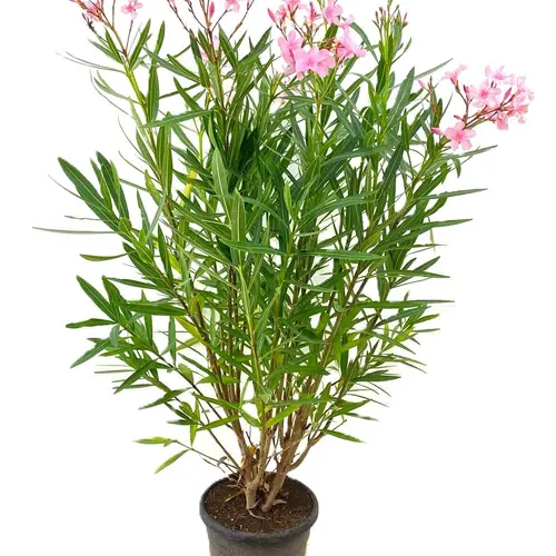 Nerium Oleander rosa T28 H140