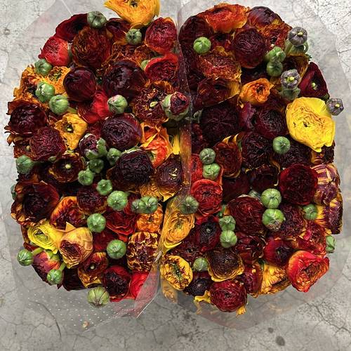 Ranunkel gelb Elegance Stripes 40cm