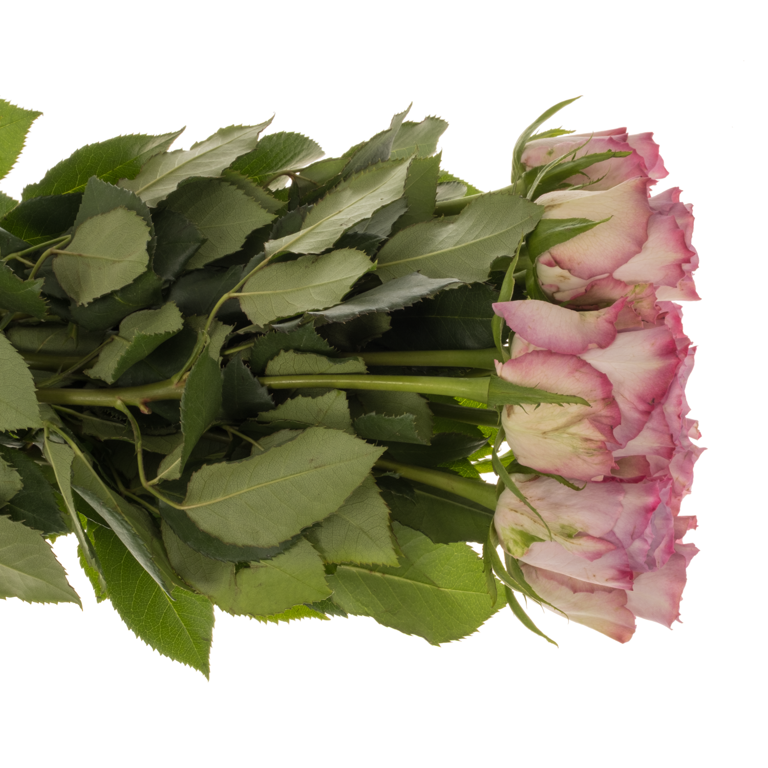 Rose lila Nova Zembla 60cm