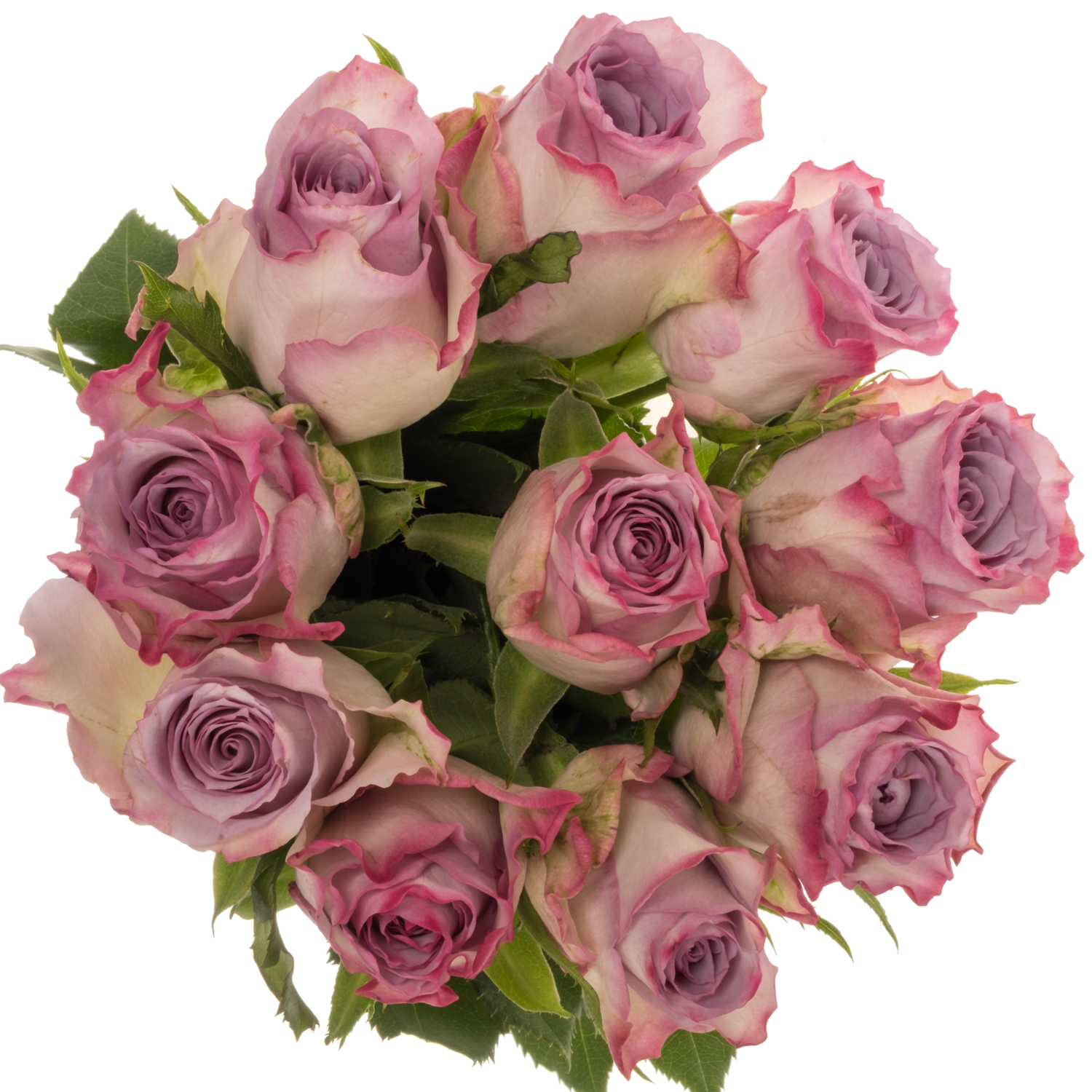 Rose lila Nova Zembla 60cm