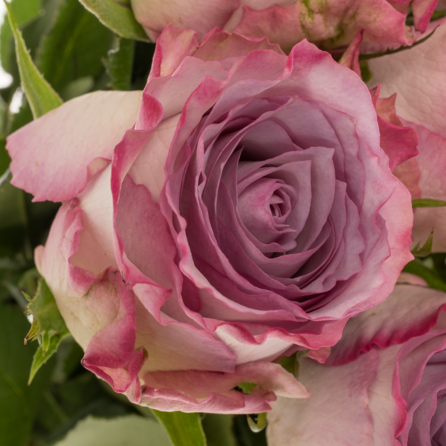 Rose lila Nova Zembla 60cm