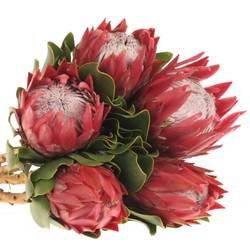 Protea rot Rex 60cm
