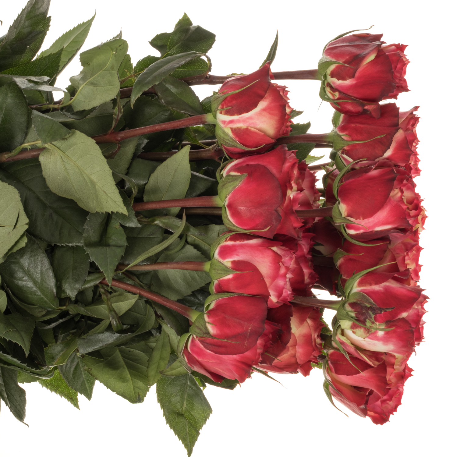 Rose creme/rot Apple Jack 70cm