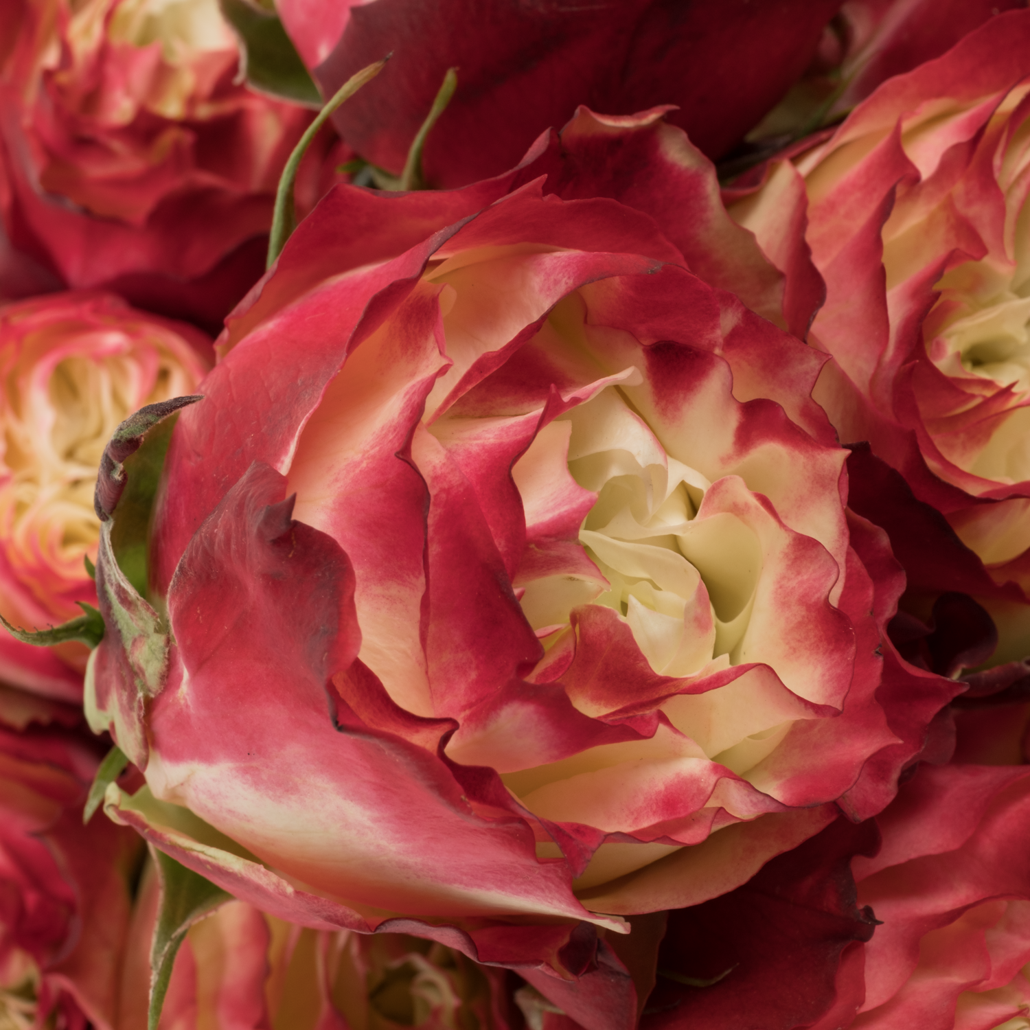 Rose creme/rot Apple Jack 70cm