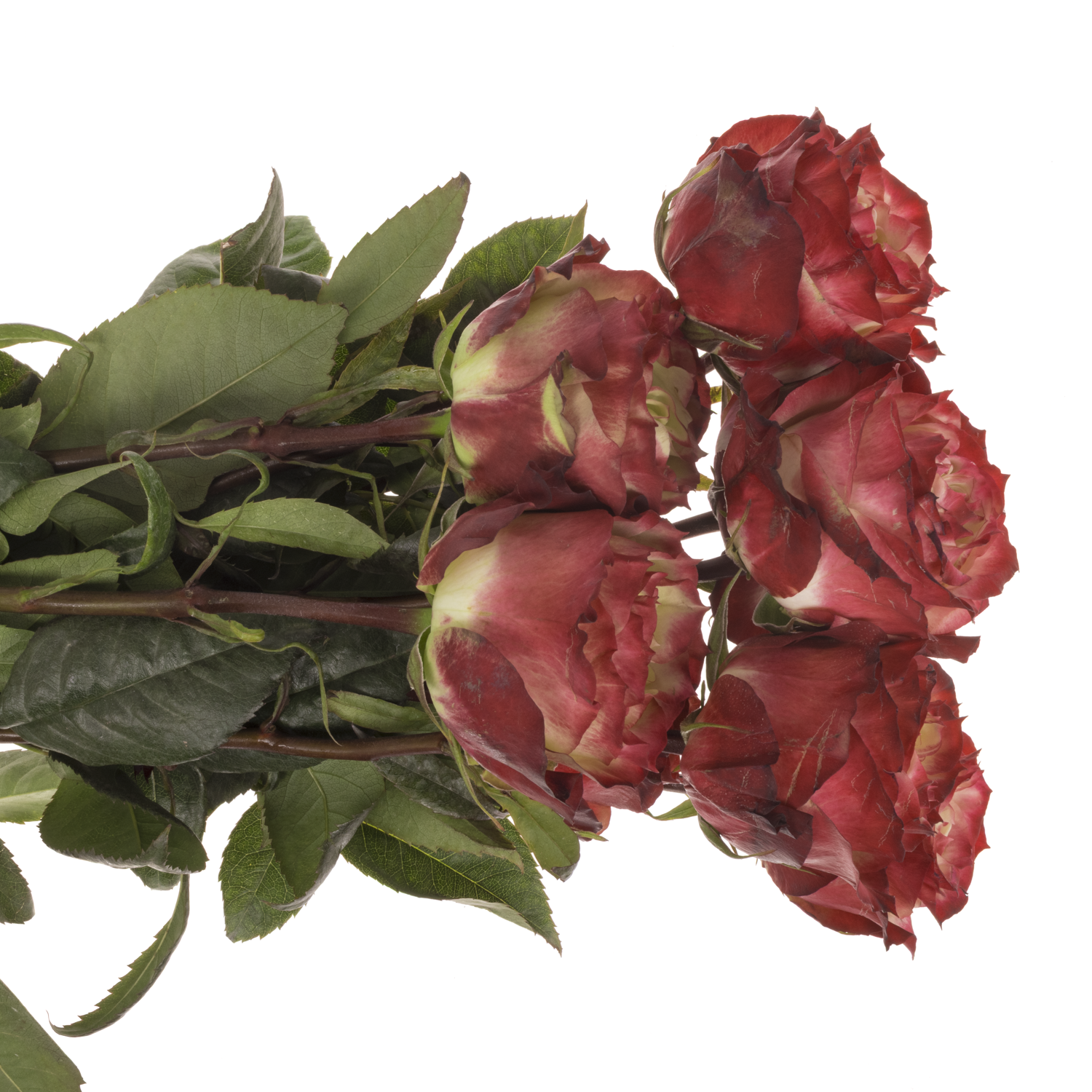 Rose rot/creme Apple Jack 70cm