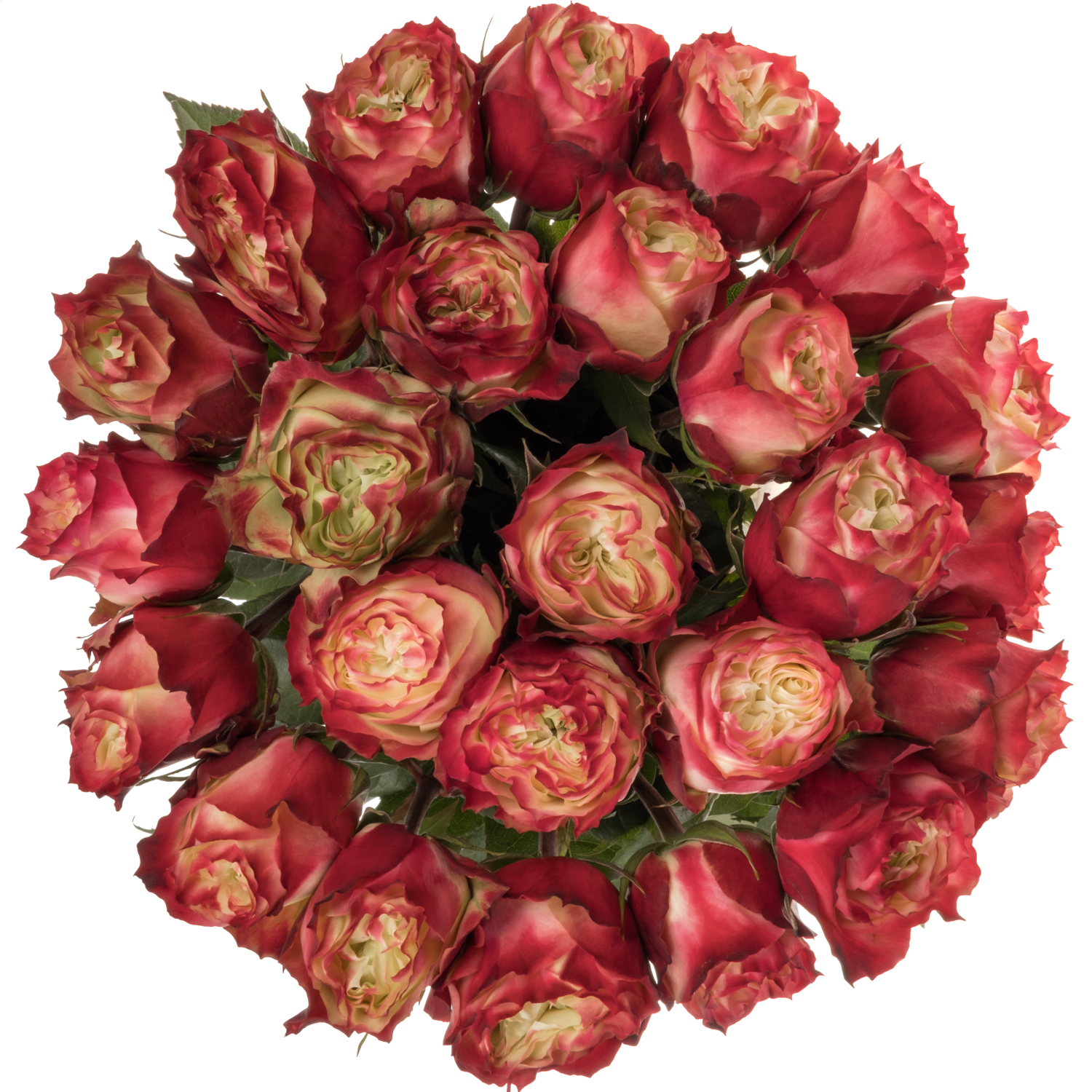 Rose creme/rot Apple Jack 70cm