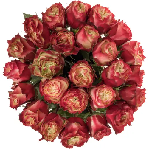 Rose creme/rot Apple Jack 70cm
