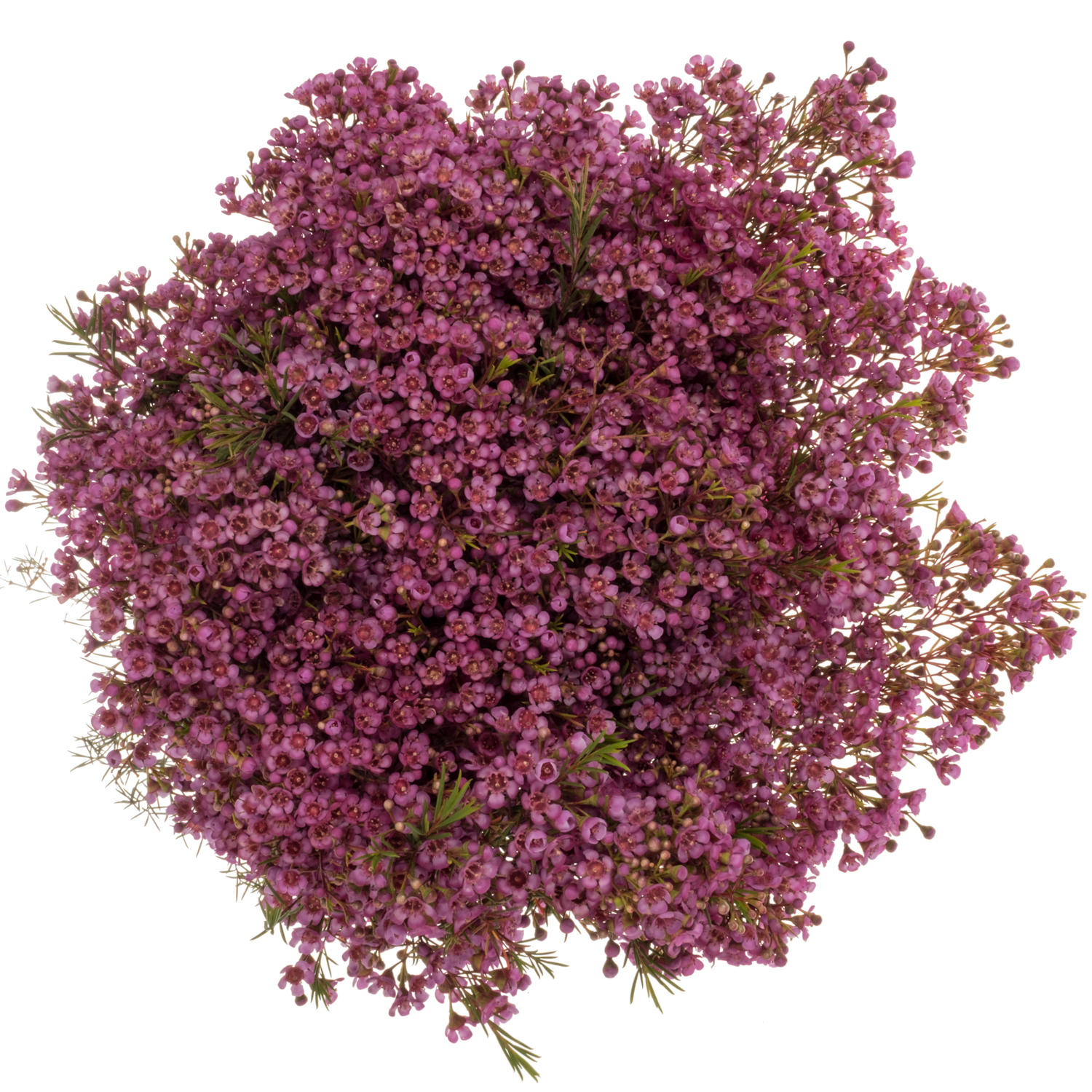 Wachsflower fuchsia  Vega Blatt 90 Gramm 80cm