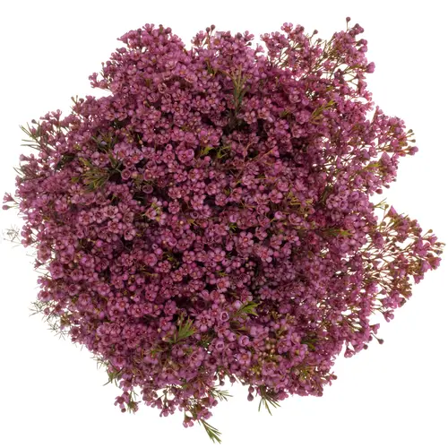 Wachsflower fuchsia  Vega Blatt 90 Gramm 80cm