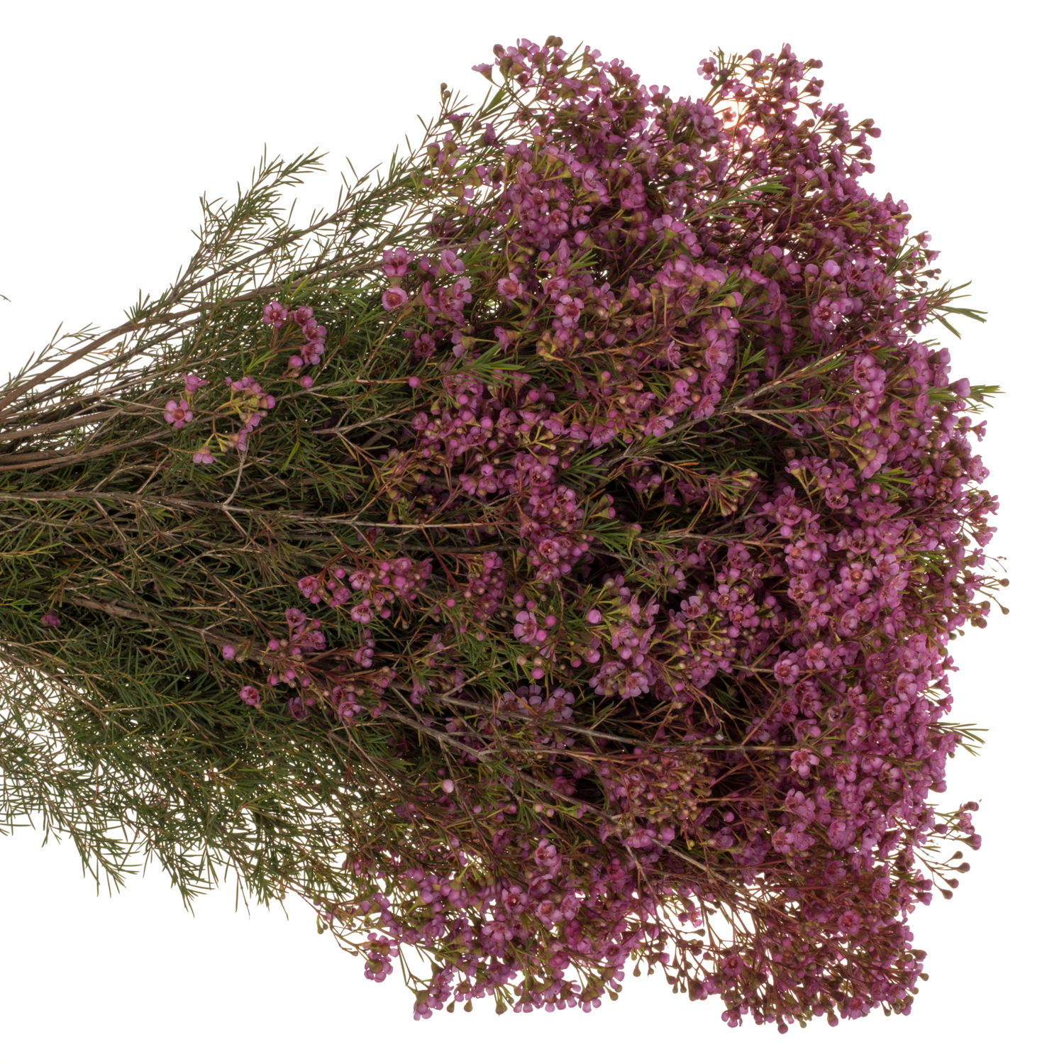 Wachsflower fuchsia  Vega Blatt 90 Gramm 80cm