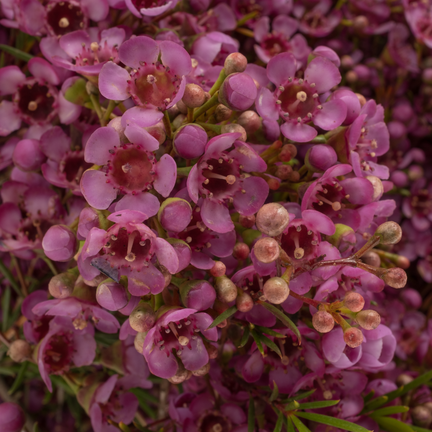 Wachsflower fuchsia  Vega Blatt 90 Gramm 80cm