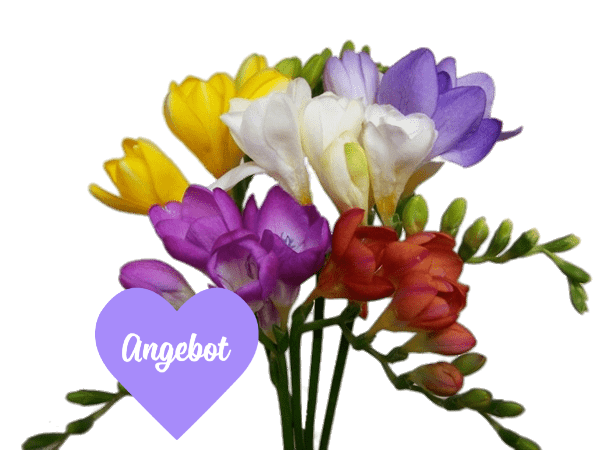 Freesia - FRESIEN 3X50 VALENTIN 19+GRAMM Freesia - FRESIEN 3X50 VALENTIN 19+GRAMM