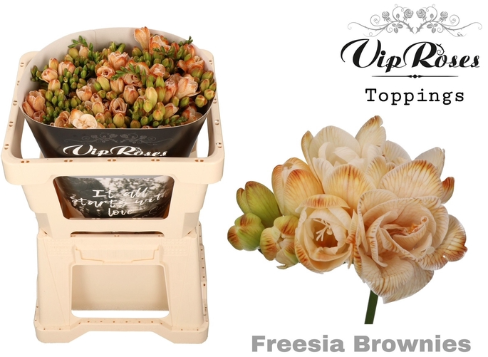 freesie braun Brownies gefärbt 50cm