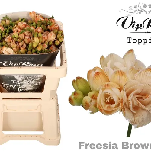 freesie braun Brownies gefärbt 50cm