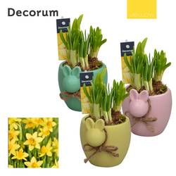 Narzis.Arr mix HL13275 Ostern T10 H017
