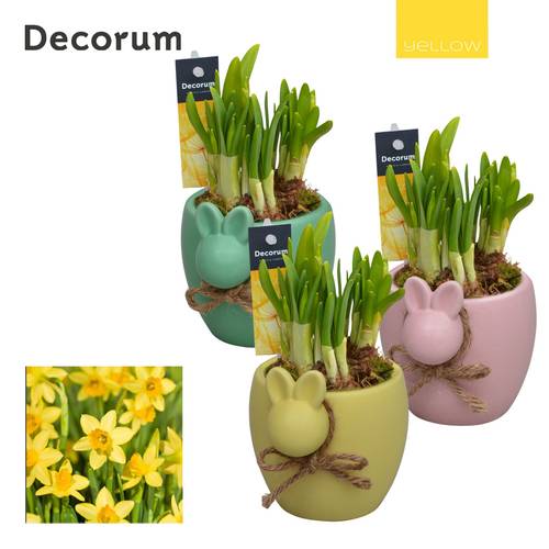 Narzis.Arr mix HL13275 Ostern T10 H017