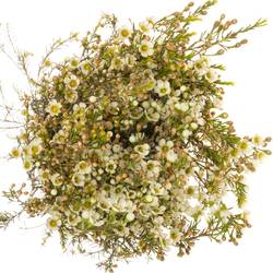 Wachsflower creme/weiss Crystal 70 Gramm 80cm