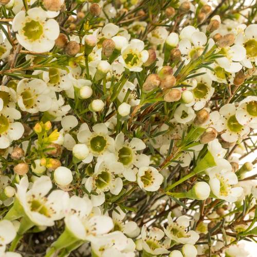 Wachsflower creme/weiss Crystal 70 Gramm 80cm