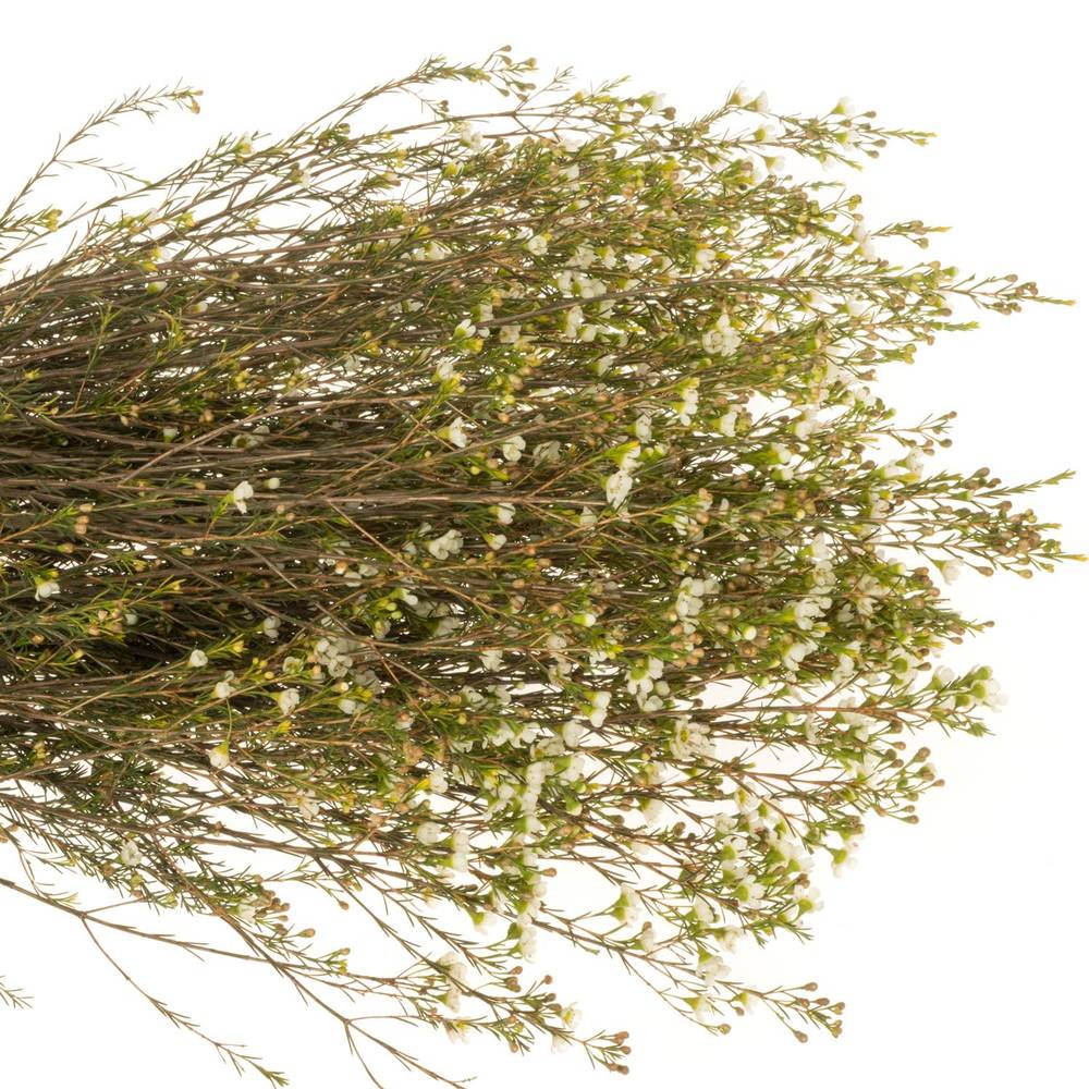 Wachsflower creme/weiss Crystal 70 Gramm 80cm