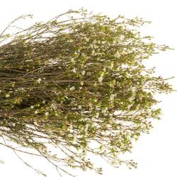 Wachsflower creme/weiss Crystal 70 Gramm 80cm