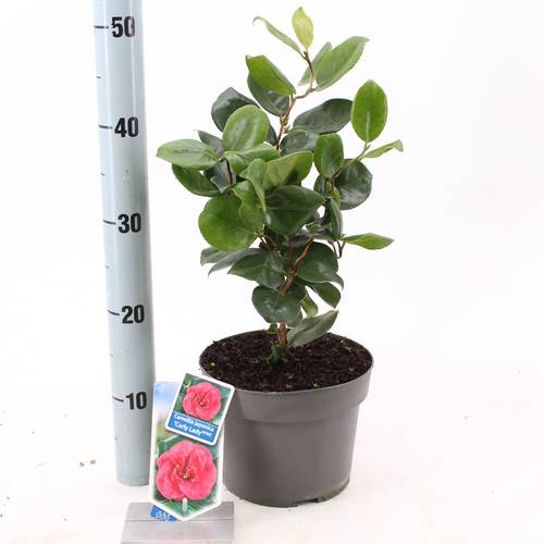 Camellia Jap. Curly Lady rot T19 H030