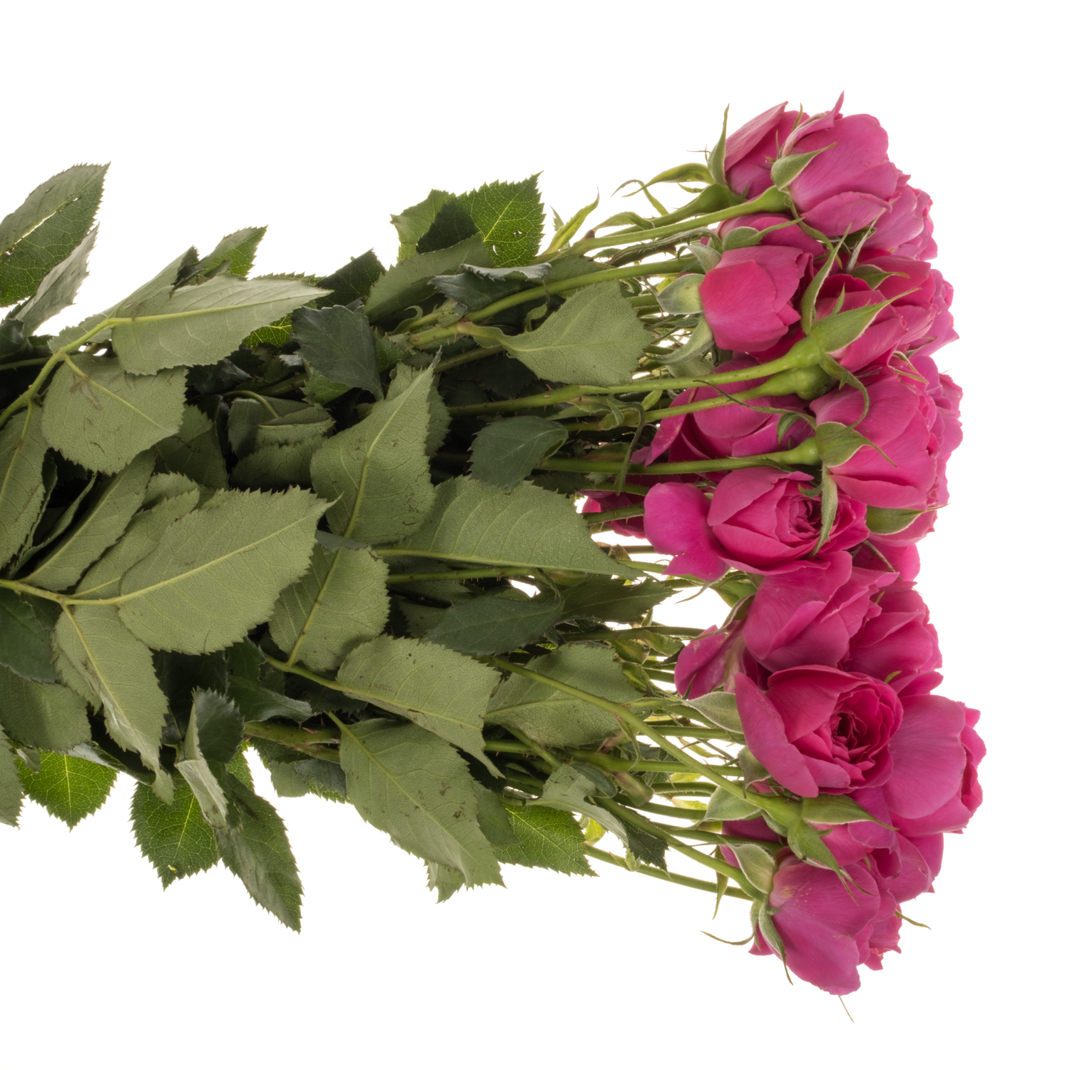 Rose verzweigt lila Tambourine 50cm