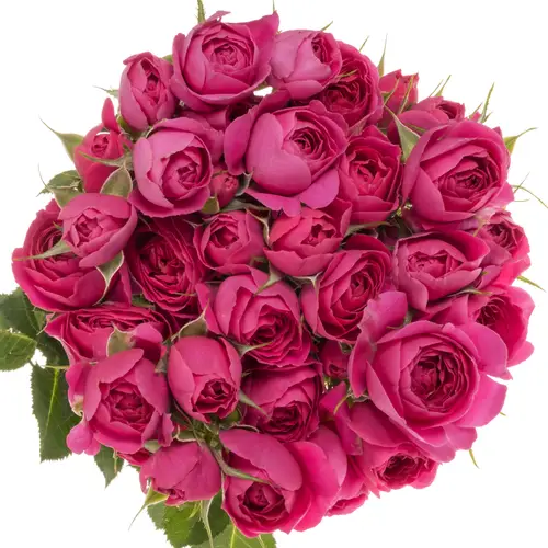 Rose verzweigt lila Tambourine 50cm