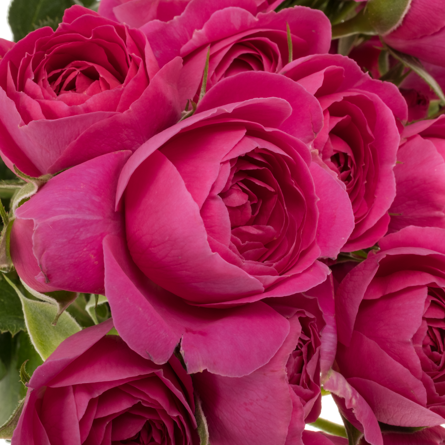 Rose verzweigt lila Tambourine 50cm