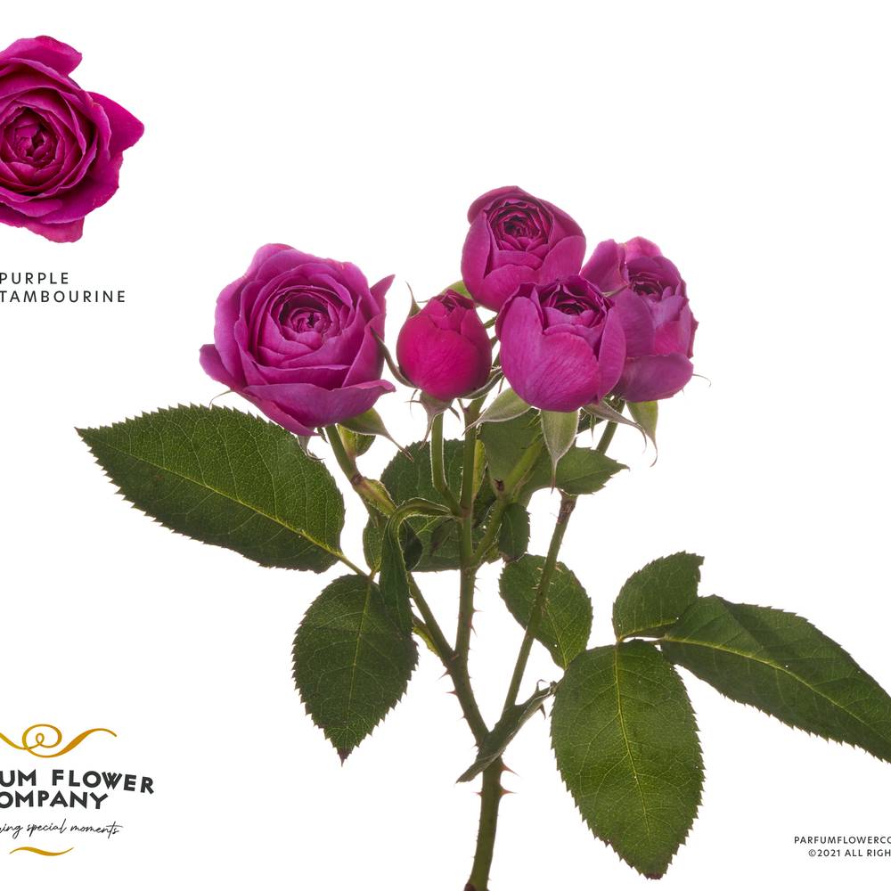 Rose verzweigt lila Tambourine 50cm