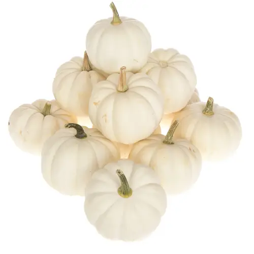 Zierk.Weiss Casperita Bol 9cm