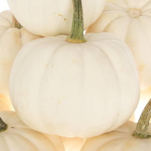 Zierk.Weiss Casperita Bol 9cm