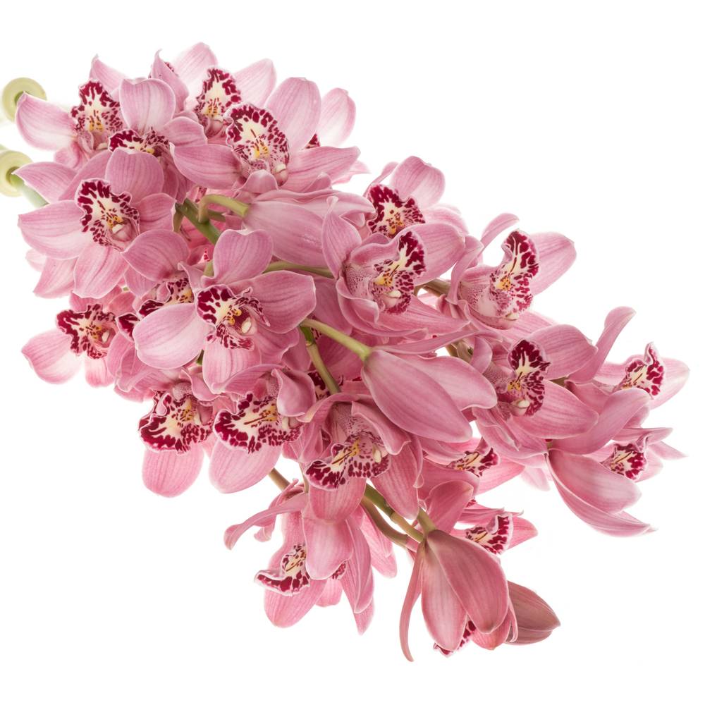 Mini Cymbidium rosa Rincon 40cm 8+Blüte