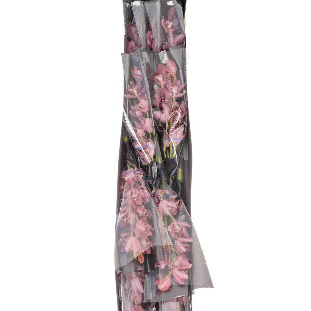 Mini Cymbidium rosa Rincon 40cm 8+Blüte