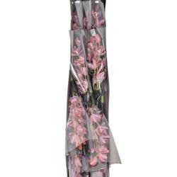 Mini Cymbidium rosa Rincon 40cm 8+Blüte