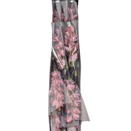 Mini Cymbidium rosa Rincon 40cm 8+Blüte