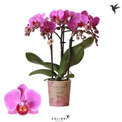 Phal.3-R lila Hamburg Kolibri T09 H40