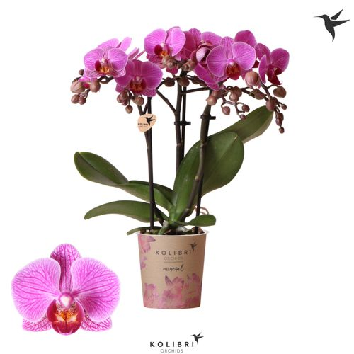 Phal.3-R lila Hamburg Kolibri T09 H40