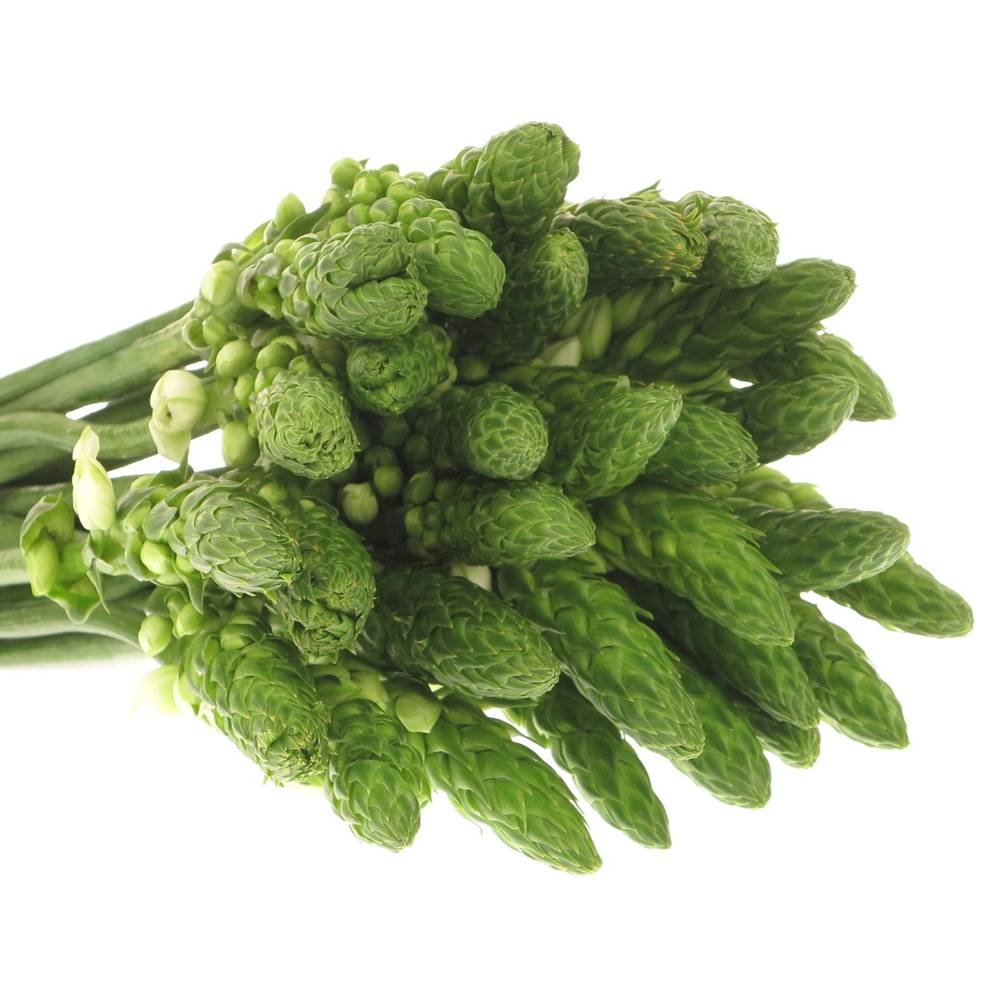 Ornithogalum weiss Milky Way 35cm